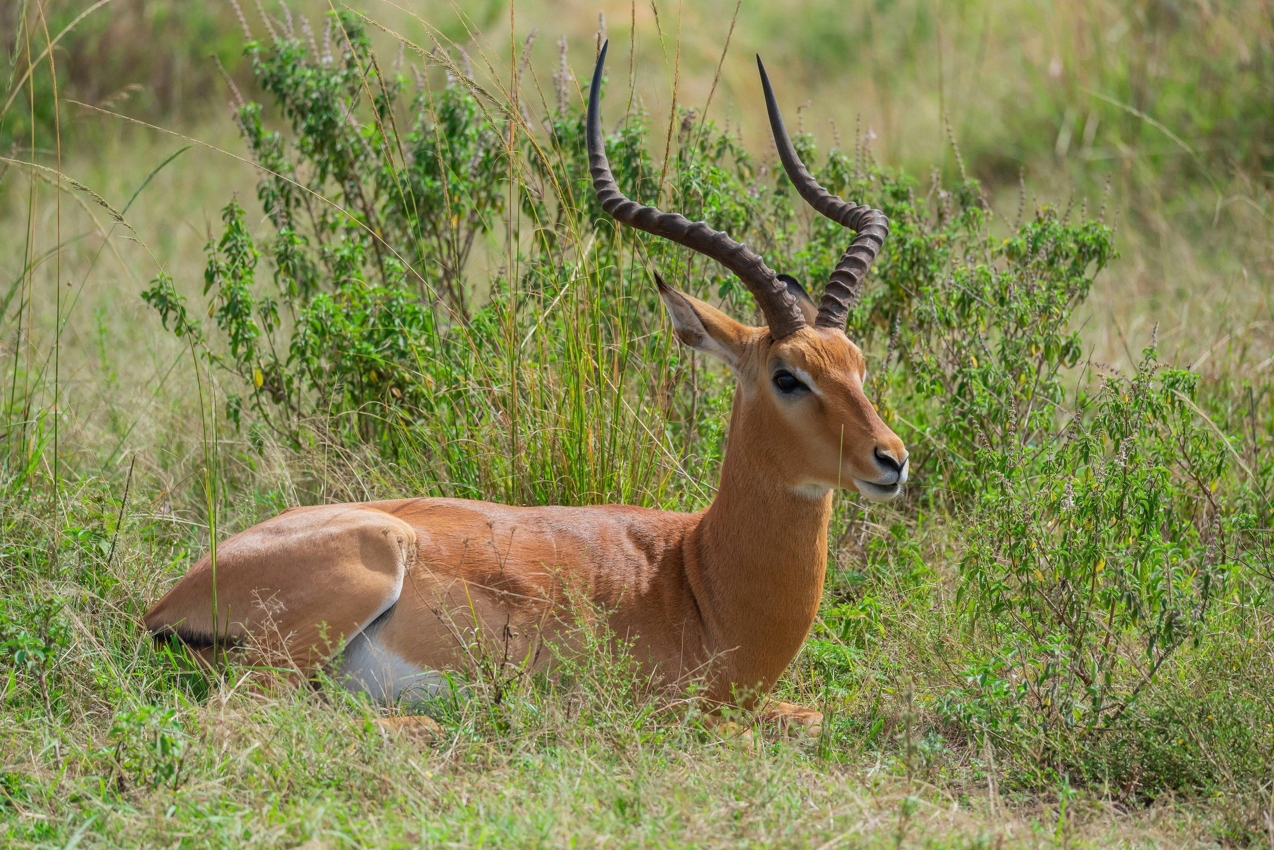 Samburu Gallery 3